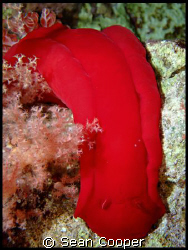 Spanish dancer taken at Ras Umm Sid on a night dive. by Sean Cooper 